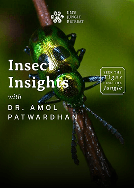 Insect Insights