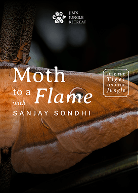 Moths to a Flame