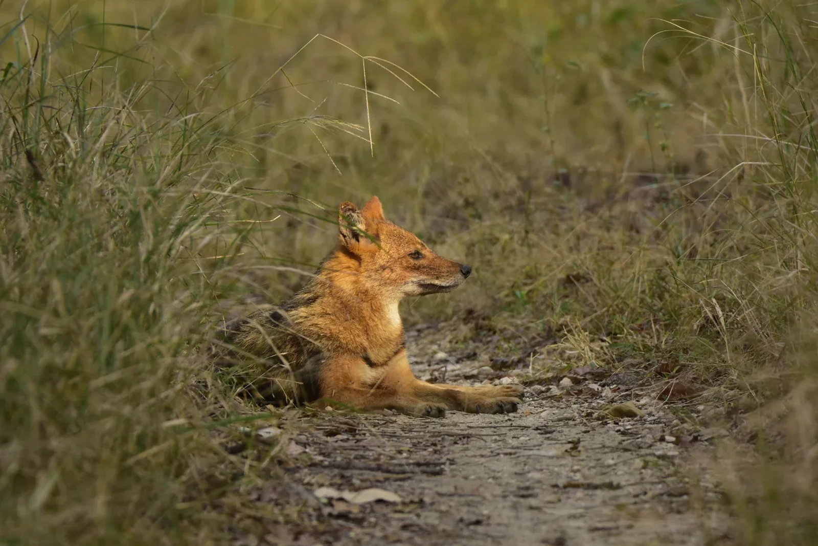 Golden Jackal