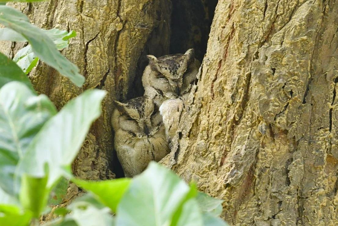 Indian Scops Owl