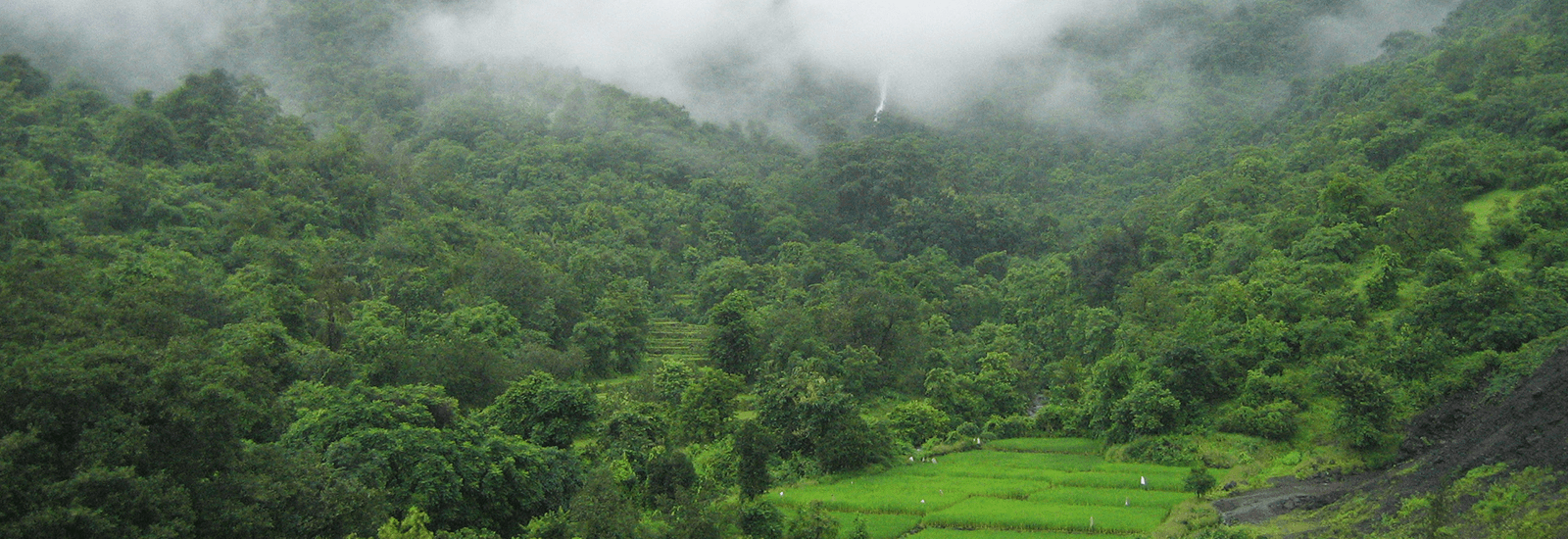 jungles-monsoon-season