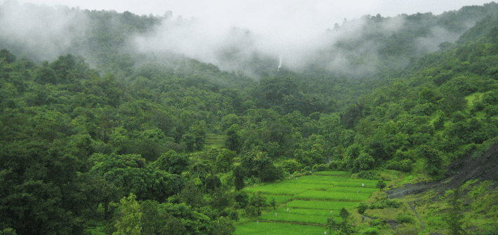 jungles-monsoon-season