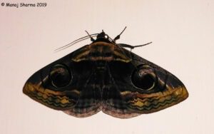 Indian Owlet-moth