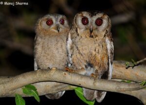 Indian Scops Owl adult with young