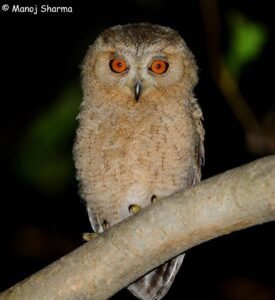 Indian Scops Owl young