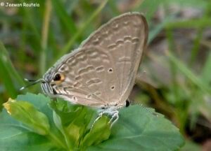 Forget-Me-Not