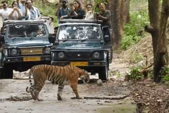 tiger safari