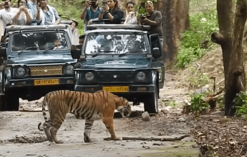 tiger safari