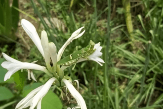 Praying Mantises