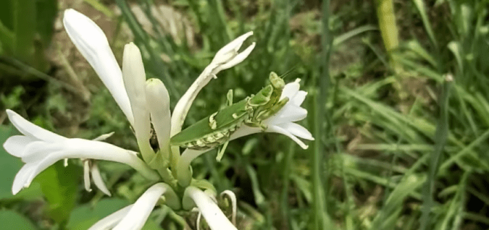 Praying Mantises