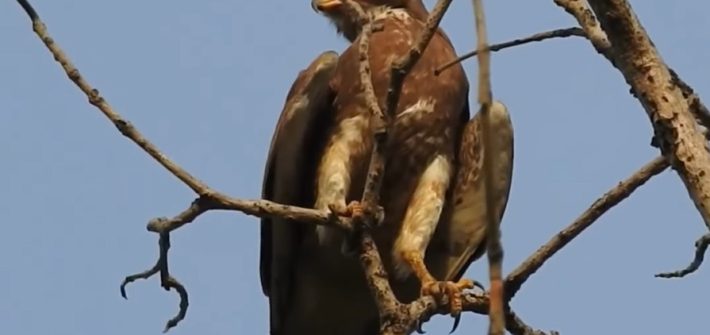 White-eyed Buzzard