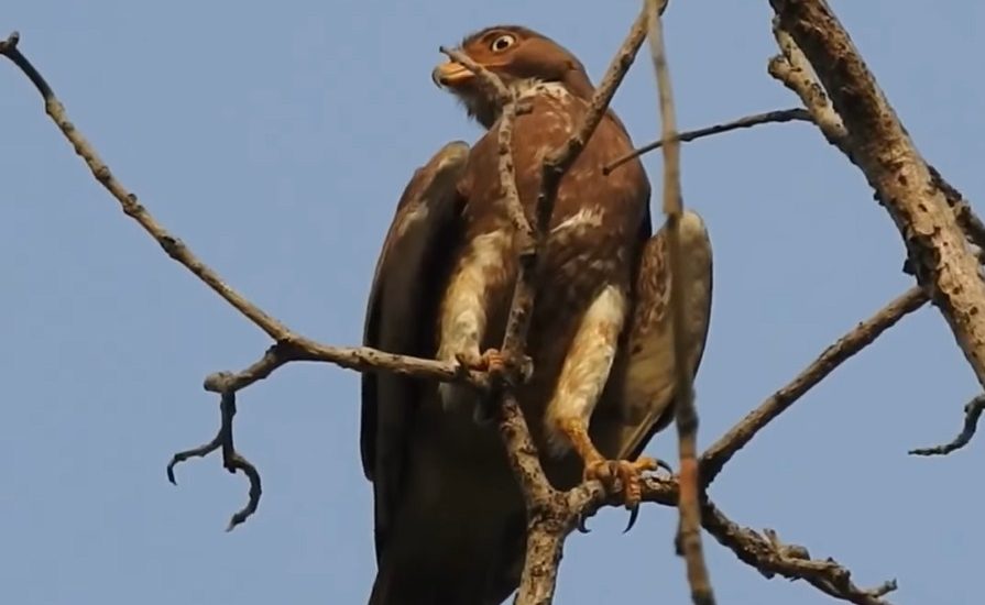 White-eyed Buzzard