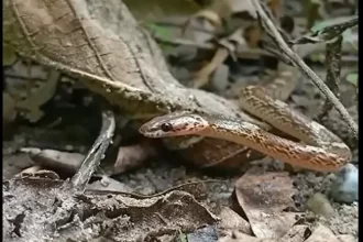 resort in Jim Corbett- snake