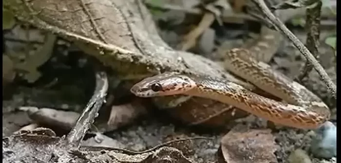 resort in Jim Corbett- snake