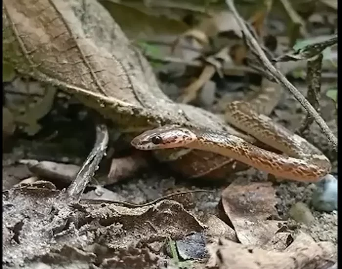 resort in Jim Corbett- snake