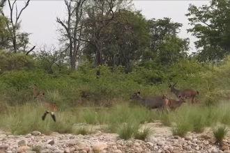 resort in Jim Corbett