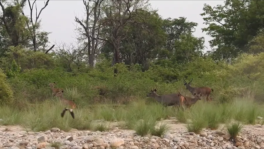 resort in Jim Corbett