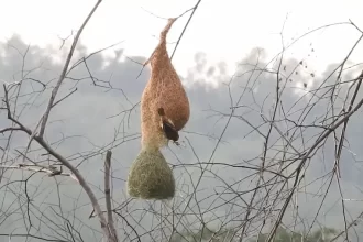 resort in Jim Corbett- Baya Weaver