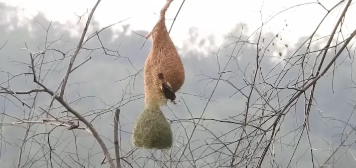 resort in Jim Corbett- Baya Weaver