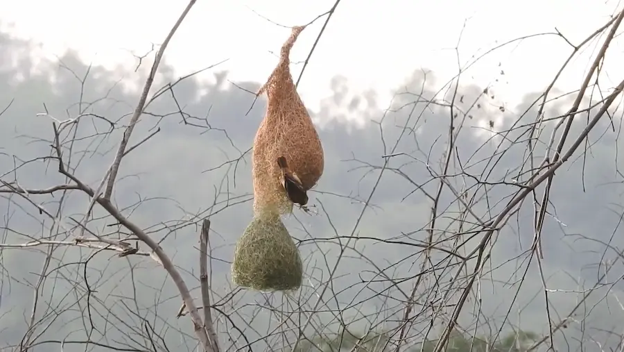 resort in Jim Corbett- Baya Weaver