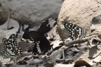 butterflies in corbett