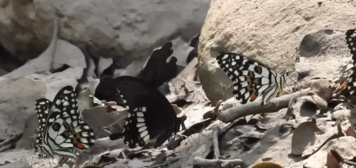 butterflies in corbett