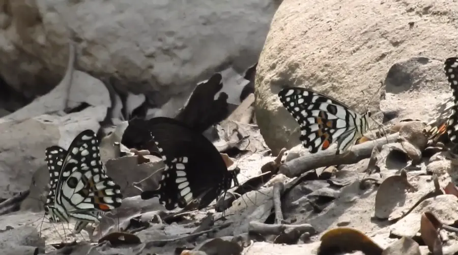 butterflies in corbett