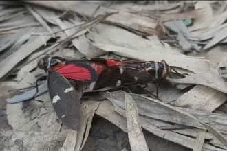cicadas in corbett