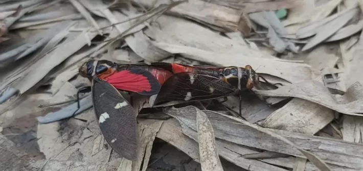 cicadas in corbett
