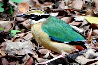 birds in corbett