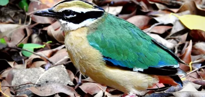 birds in corbett