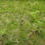 wildlife snake at a resort in Jim Corbett