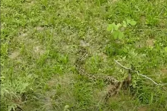 wildlife snake at a resort in Jim Corbett