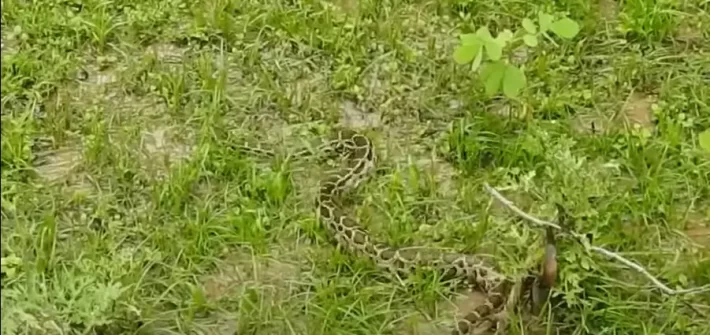 wildlife snake at a resort in Jim Corbett