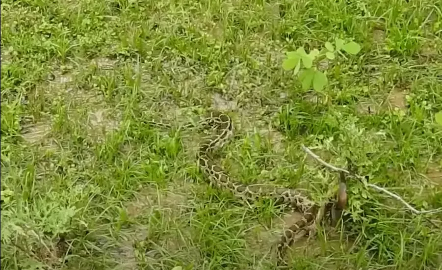 wildlife snake at a resort in Jim Corbett