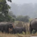 Elephant herds highly rated wildlife resort in Jim Corbett