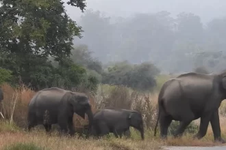 Elephant herds highly rated wildlife resort in Jim Corbett