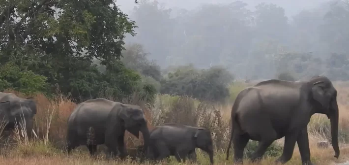 Elephant herds highly rated wildlife resort in Jim Corbett