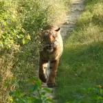 tiger's spotted at a highly rated wildlife resort in Jim Corbett