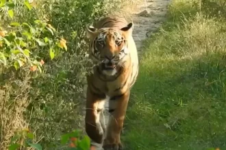 tiger's spotted at a highly rated wildlife resort in Jim Corbett