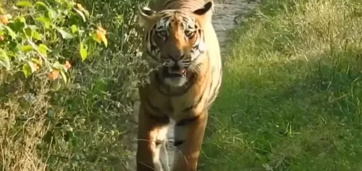 tiger's spotted at a highly rated wildlife resort in Jim Corbett