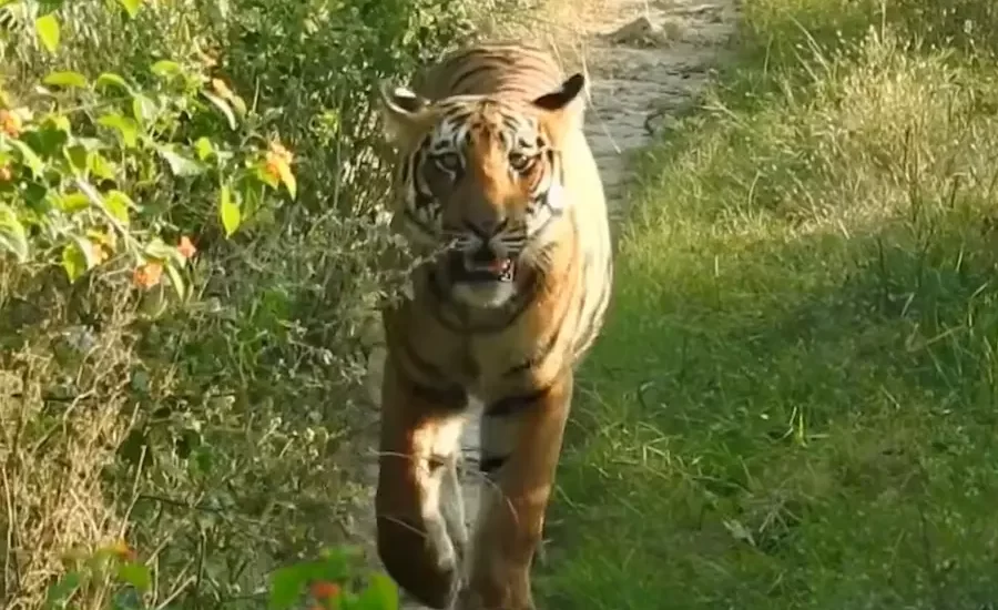 tiger's spotted at a highly rated wildlife resort in Jim Corbett