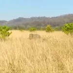 Tiger attacking a young elephant at a wildlife resort in Jim Corbett