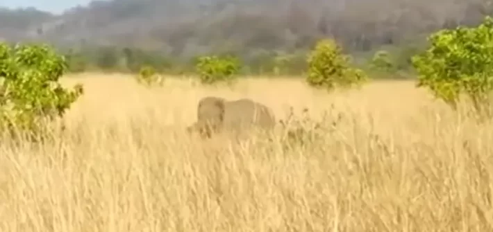 Tiger attacking a young elephant at a wildlife resort in Jim Corbett