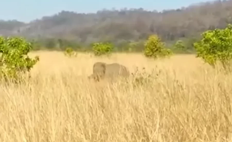 Tiger attacking a young elephant at a wildlife resort in Jim Corbett