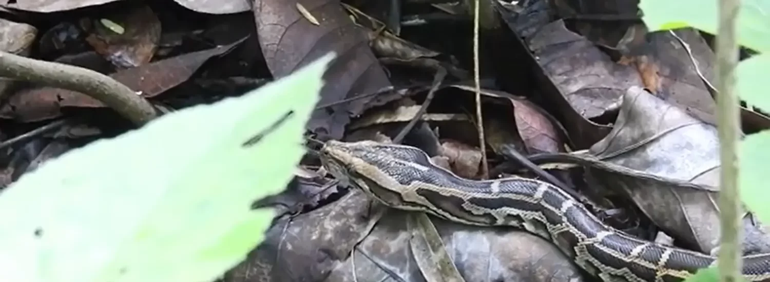 remarkable sensory structure found in snakes at a wildlife resort in Jim Corbett