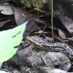 remarkable sensory structure found in snakes at a wildlife resort in Jim Corbett