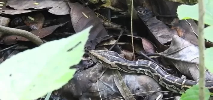 remarkable sensory structure found in snakes at a wildlife resort in Jim Corbett