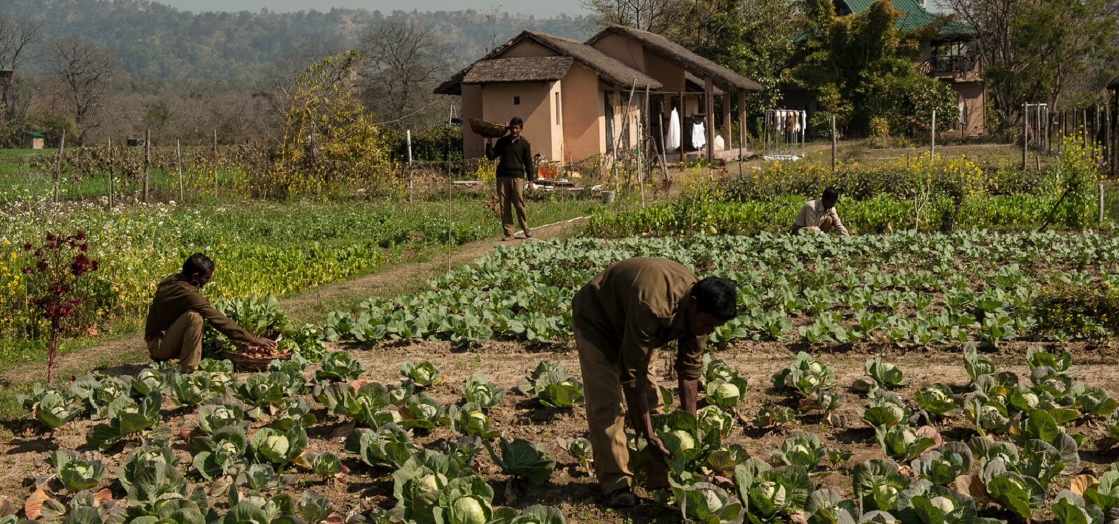 Organic Farms