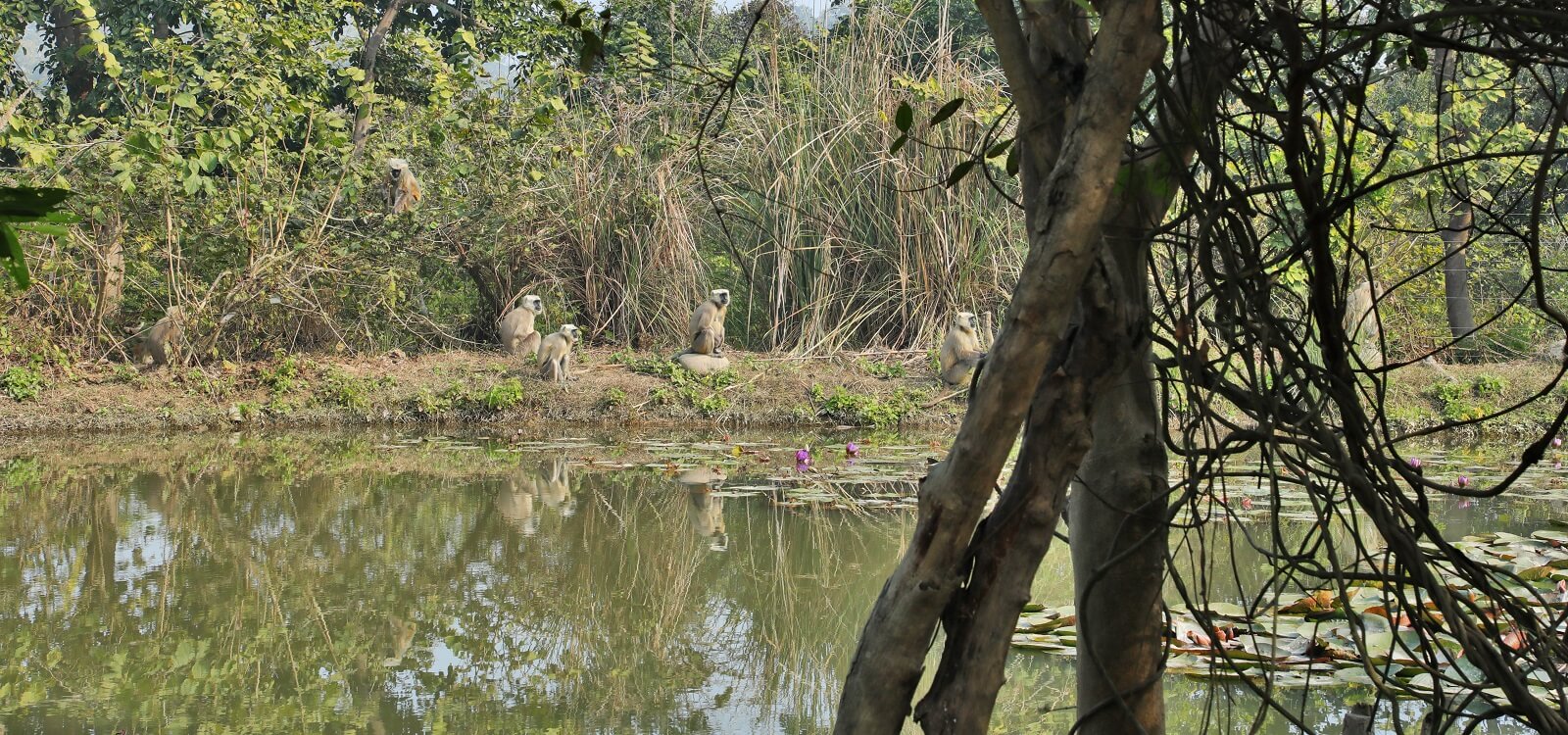 Water Bodies